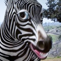 321-0939 Safari Park - Robert the _talking_ Zebra.jpg
